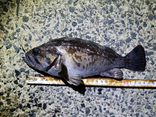 クロソイの釣果