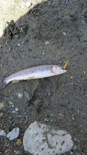 ニッコウイワナの釣果