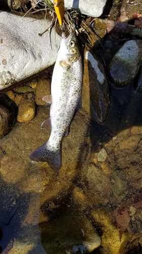 ニジマスの釣果