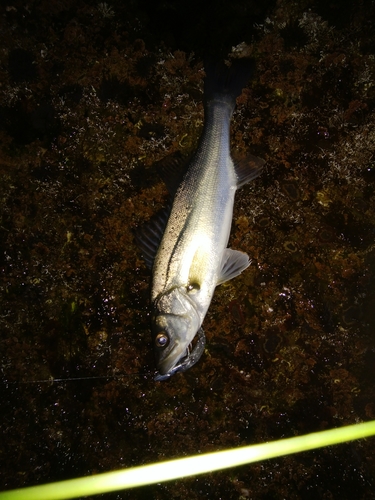 セイゴ（マルスズキ）の釣果