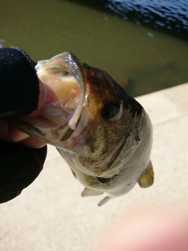 ラージマウスバスの釣果