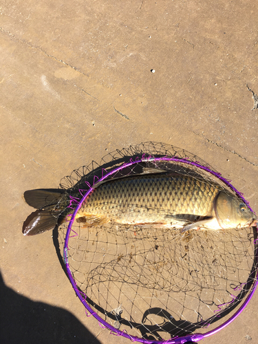 コイの釣果