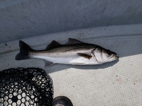 マルスズキの釣果