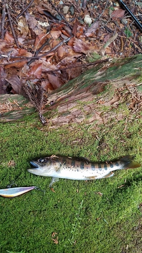 ヤマメの釣果