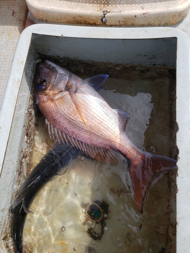 マダイの釣果