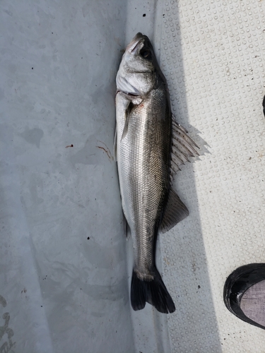 マルスズキの釣果