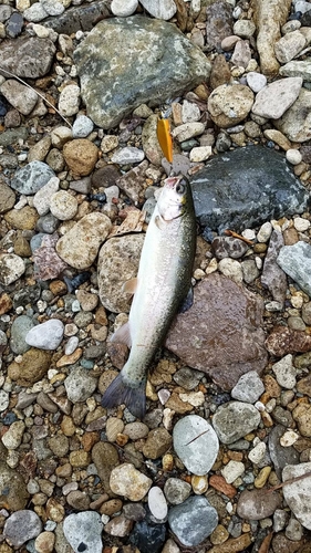 ニジマスの釣果