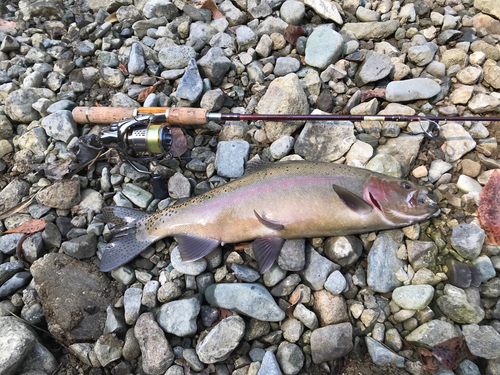 ニジマスの釣果