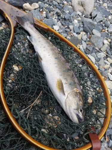 ヤマメの釣果