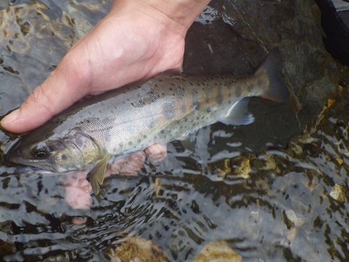 ヤマメの釣果