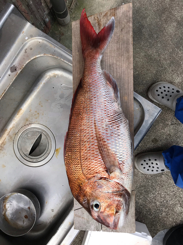 マダイの釣果