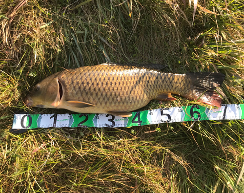 コイの釣果