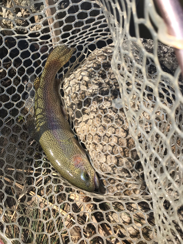 ニジマスの釣果