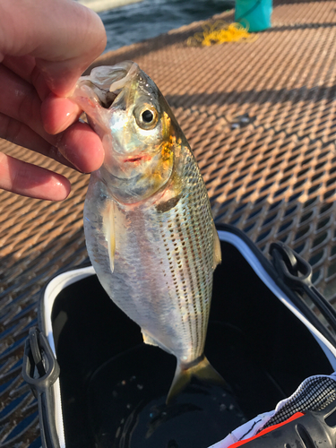 コノシロの釣果