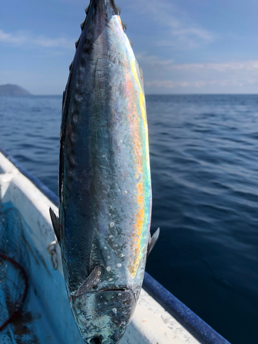 ソウダガツオの釣果