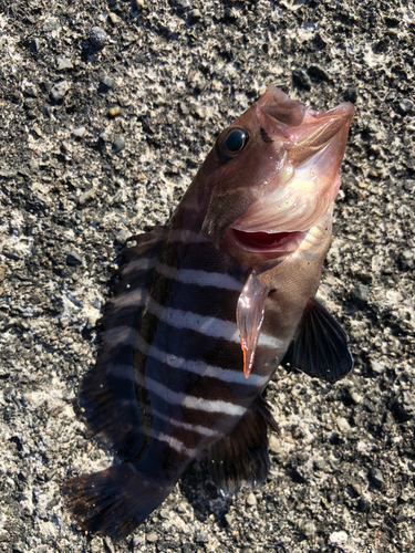 マハタの釣果