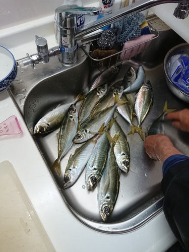 アジの釣果