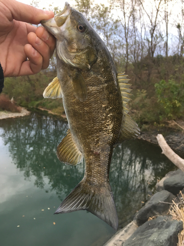 釣果