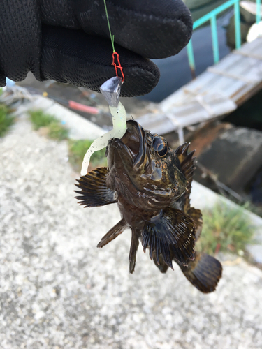 ソイの釣果