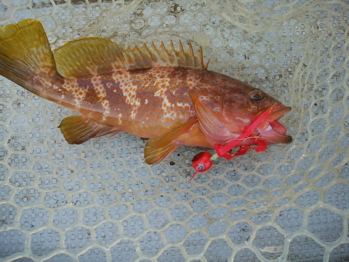 アコウの釣果