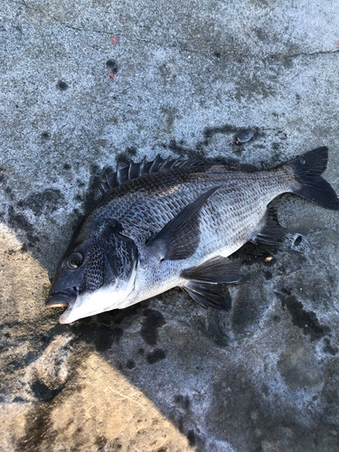 クロダイの釣果