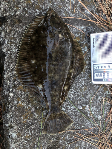 カレイの釣果