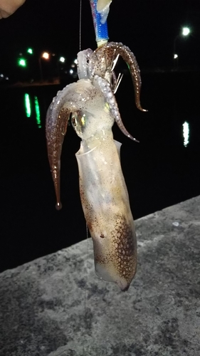 イカの釣果