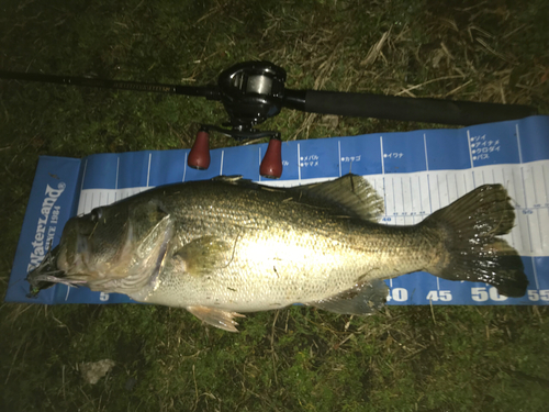 ブラックバスの釣果