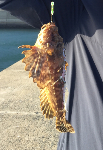 オニオコゼの釣果