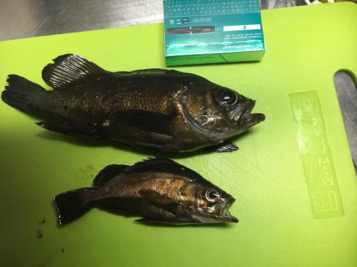 メバルの釣果