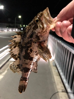 タケノコメバルの釣果