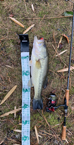 ラージマウスバスの釣果