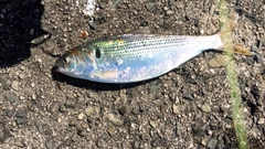 コノシロの釣果