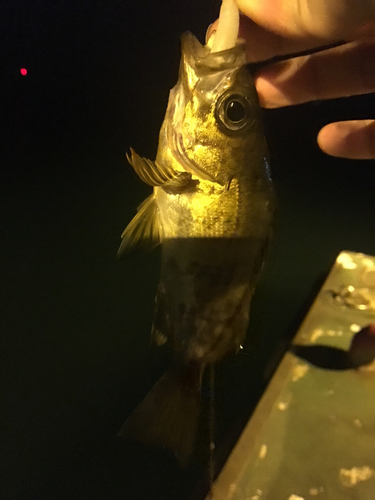 メバルの釣果