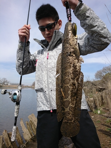 ライギョの釣果