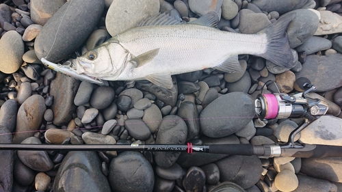 ハネ（ヒラスズキ）の釣果