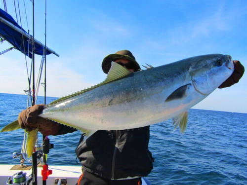 ブリの釣果