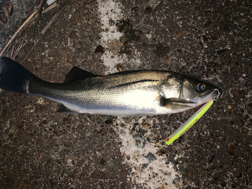 セイゴ（マルスズキ）の釣果