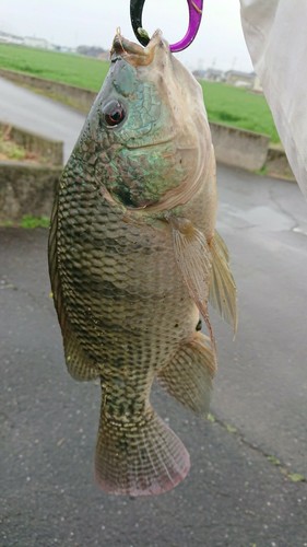 ナイルティラピアの釣果