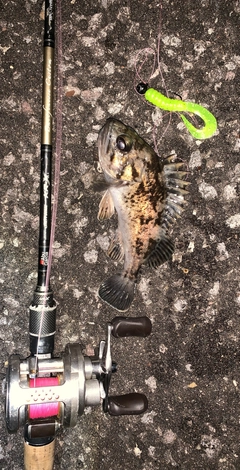 クロソイの釣果