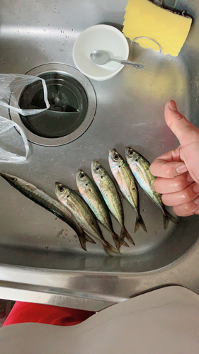 アジの釣果