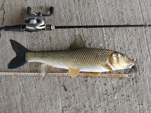 コイの釣果