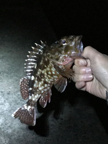 カサゴの釣果