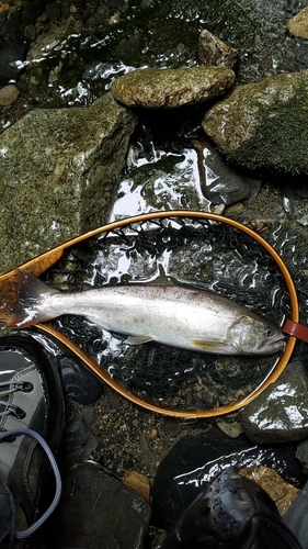 ヤマメの釣果