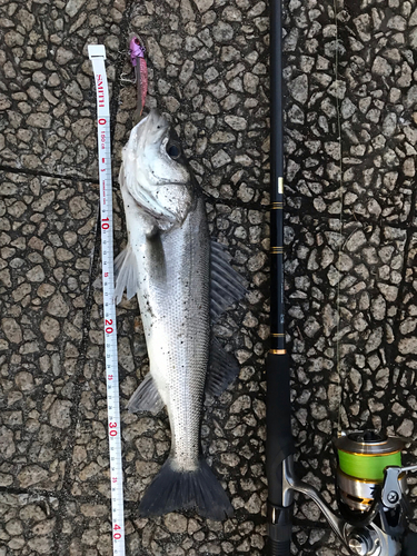 シーバスの釣果