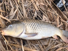 コイの釣果