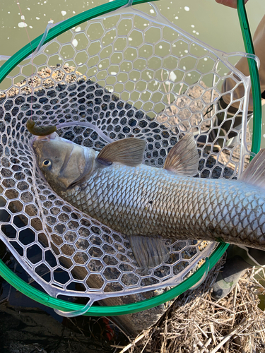 ニゴイの釣果