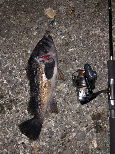 クロソイの釣果