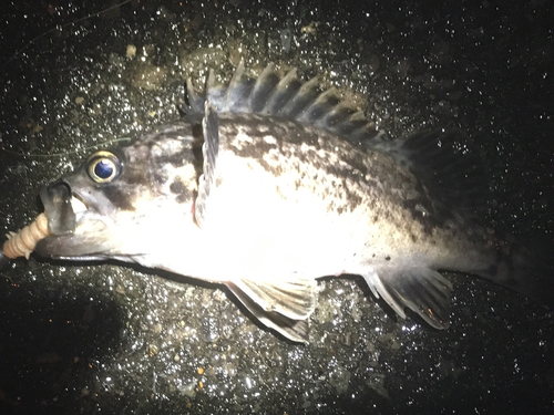 クロソイの釣果