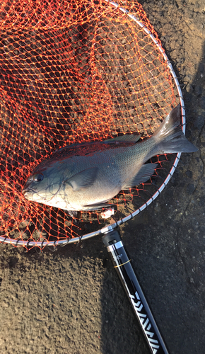 メジナの釣果